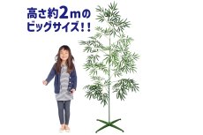 画像1: 七夕用特大笹 2m スタンド付き (1)